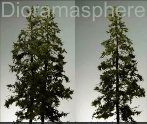 pine trees from roots